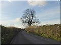 Tree marking a road junction, Kingweston