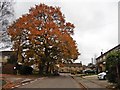 Autumn colour, Ash