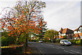 Autumn leaves on Grove Lane