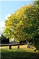 TF0913 : Church of St Faith: Graveyard tree by Bob Harvey