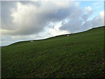SN6779 : Sheep on the hillside at Troed Farm by John Lucas