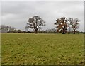 3 oak trees at Three Oaks Farm