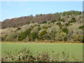 Wooded ridge north of West Wycombe