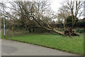 Fallen elm, St Nicholas Park, Warwick