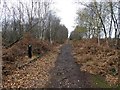 Peatlands path on Hatfield Moor