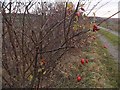 Rosehips in Wareside