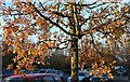 Oak tree, Winchester Services