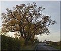 Tree by the road east of Berhill