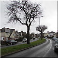 Trees on a grass strip, St Julians Road, Newport