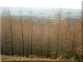 SK2467 : Larch plantation at Manners Wood by Trevor Rickard