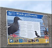 J5082 : RSPB Black Guillemots Information Board, Bangor by Eric Jones