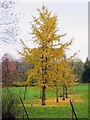 Autumn trees in Egrove Park