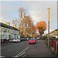 Vinery Road: November trees