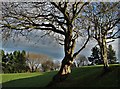 Gnarled trees on Hallowes golf course