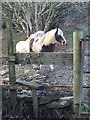 Horses with stile