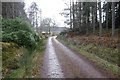 Logging road, Clash Wood