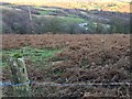 View of Glyn Rhigos Farm