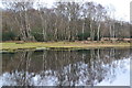 Trees reflected in Long Pond