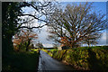 SS8113 : Mid Devon : Country Lane by Lewis Clarke