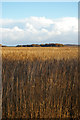 TM3957 : The reed beds at Snape by Christopher Hilton
