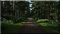 Forest ride by Windyhowe, Delamere Forest