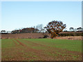 Farmland west of Layer Breton