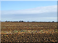 Cultivated field, Mersea Island