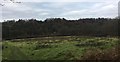 Field near Pickeridge Farm