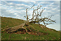 NT6939 : A dead elm tree at Sweethope Hill by Walter Baxter