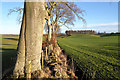 Winter farmland near Ladywell