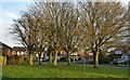 Trees along Springwell Drive in Countesthorpe