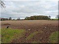 Large field south of Moor House Farm