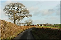 SX8392 : Lane approaching Barton Head by Derek Harper