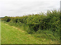 Stretch of hedge with embedded trig point