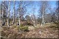 Rothiemurchus Forest