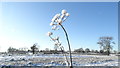 Snow on plant stalks SE of Arclid Green Farm, Arclid