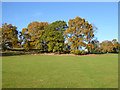 Trees, Bourne Park, Ipswich