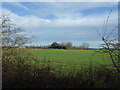 Winter cereal crop near Sandholme Farm