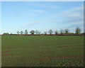 Winter cereal crop, Holme