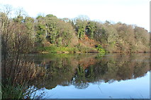 NS2209 : The Swan Pond, Culzean Country Park by Billy McCrorie