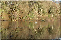 NS2209 : Swans at Culzean Country Park by Billy McCrorie