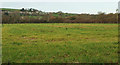 Bride flood plain east of Burton Bradstock