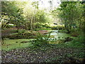 Pool in the woods at Crockwood Farm