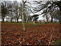 Fallen leaves in the park, Adwick le Street