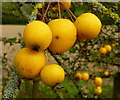 Crab apples