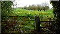 Footpath south from Lucton