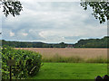 Field north of Ash Green Lane