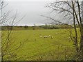 Winterborne Herringston, sheep grazing