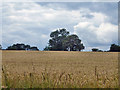 Wheat field near Homestead Farm