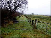 H5172 : Grassy lane, Cloghfin by Kenneth  Allen